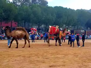 Köşk'te 14. Deve Güreşi Festivali!